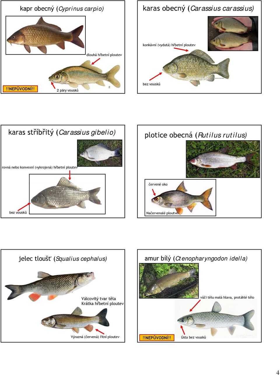 hřbetní ploutev červené oko bez vousků Načervenalé ploutve jelec tloušť (Squalius cephalus) amur bílý (Ctenopharyngodon