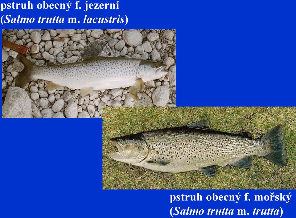 lacustris)  mořský (Salmo