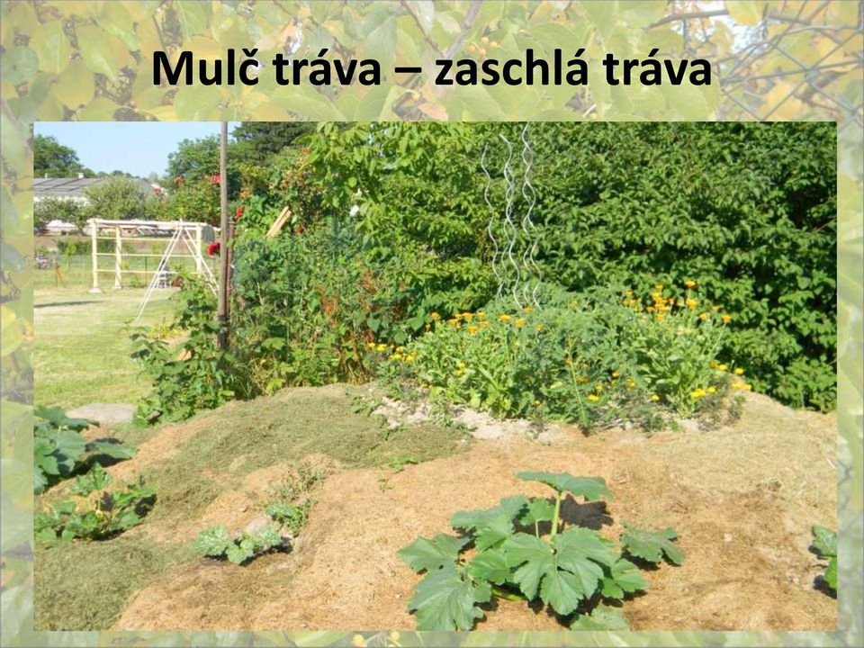 zaschlá