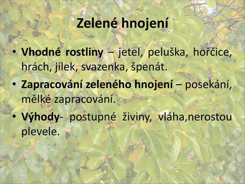 Zapracování zeleného hnojení posekání, mělké