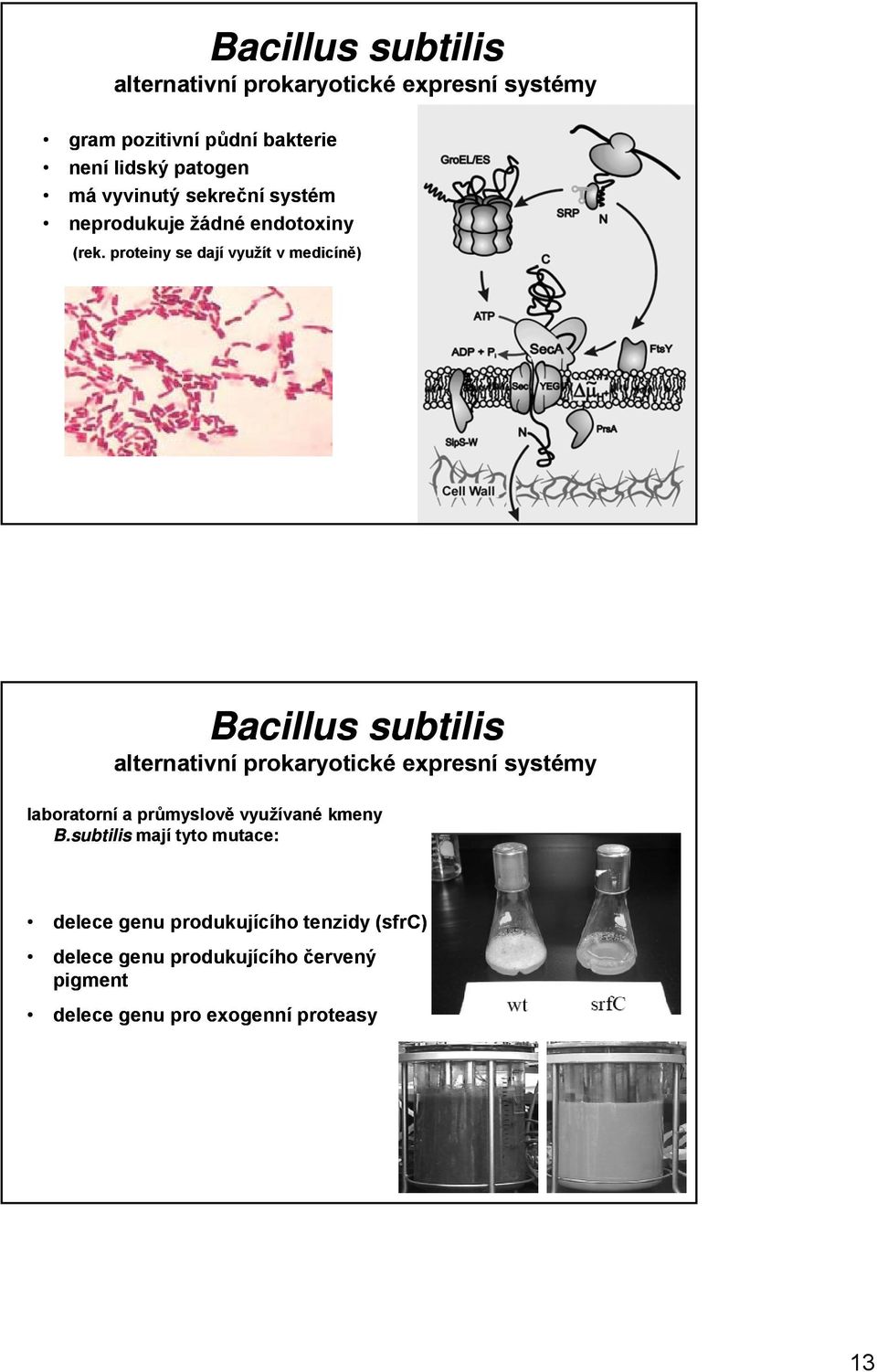 proteiny se dají využít v medicíně) Bacillus subtilis alternativní prokaryotické expresní systémy laboratorní a