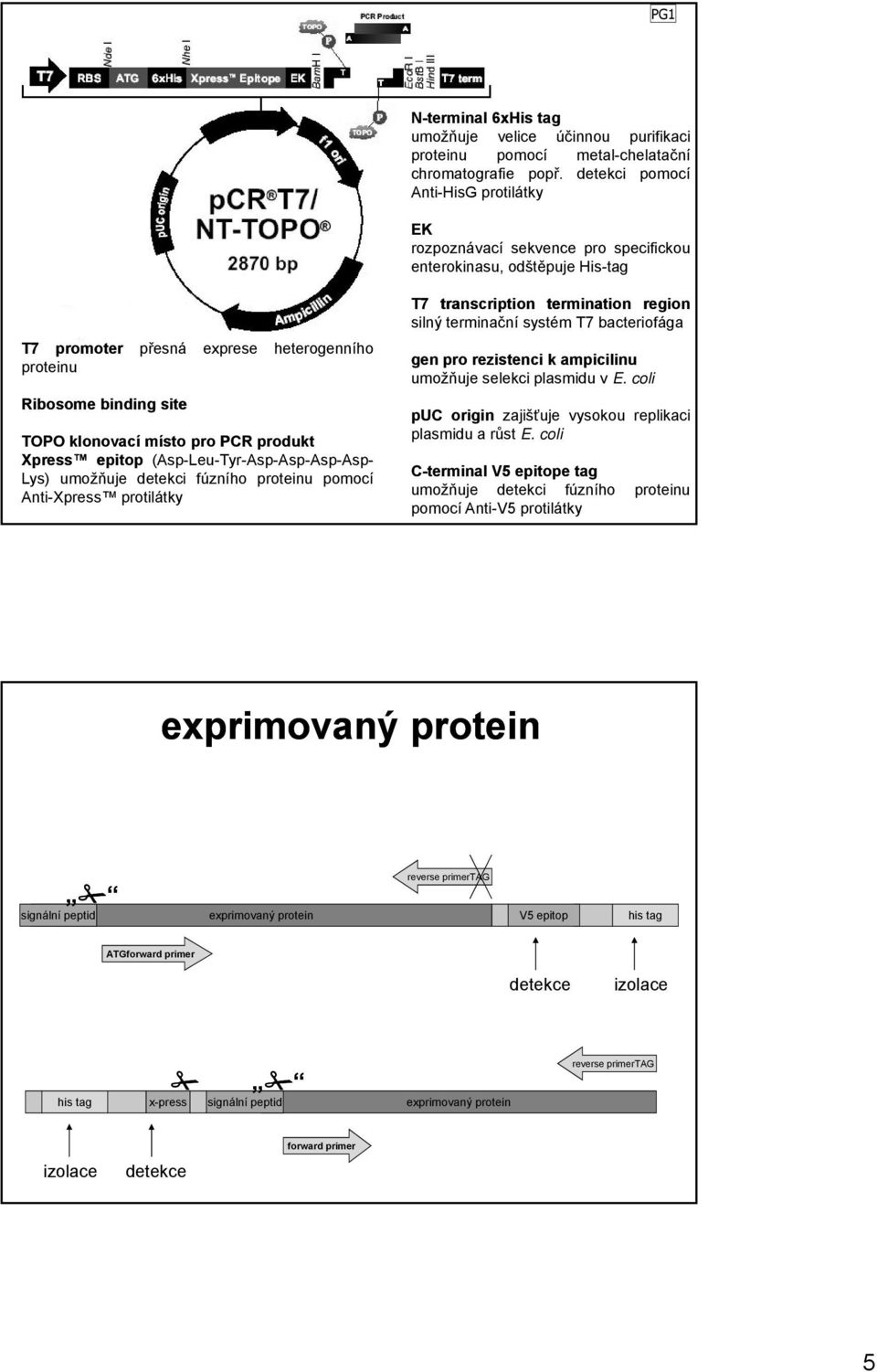 místo pro PCR produkt Xpress epitop (Asp-Leu-Tyr-Asp-Asp-Asp-Asp- Lys) umožňuje detekci fúzního proteinu pomocí Anti-Xpress protilátky T7 transcription termination region silný terminační systém T7