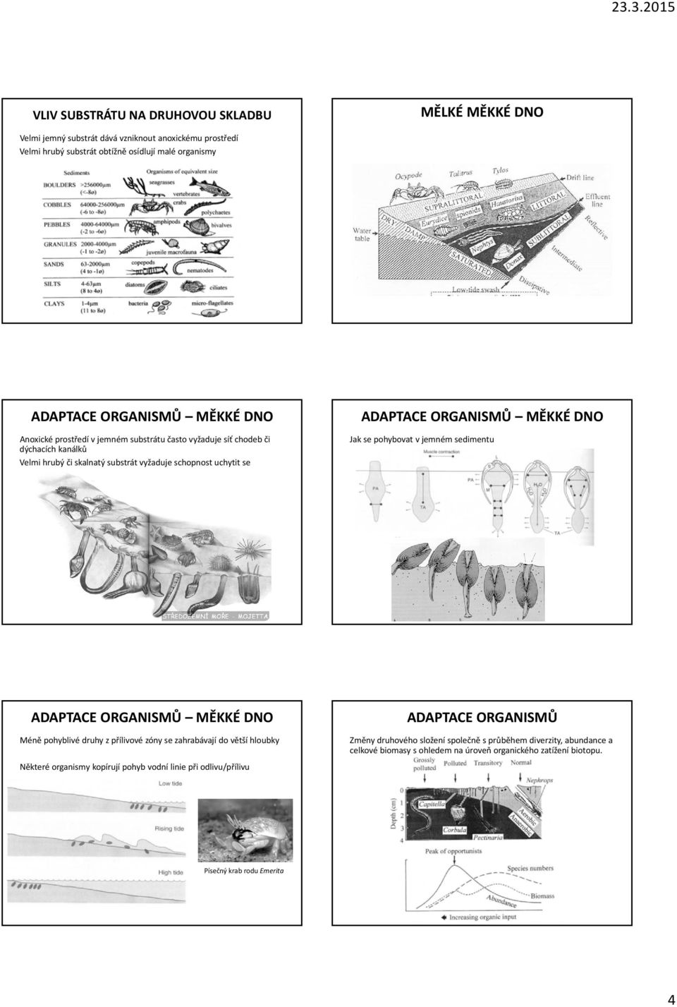 se pohybovat v jemném sedimentu ADAPTACE ORGANISMŮ MĚKKÉ DNO ADAPTACE ORGANISMŮ Méně pohyblivé druhy z přílivové zóny se zahrabávají do větší hloubky Některé organismy kopírují pohyb