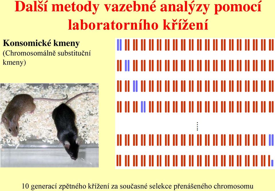 kmeny) laboratorního křížení 10 generací