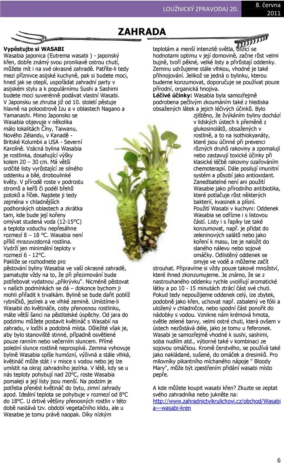 Wasabi. V Japonsku se zhruba jiţ od 10. století pěstuje hlavně na poloostrově Izu a v oblastech Nagano a Yamanashi.