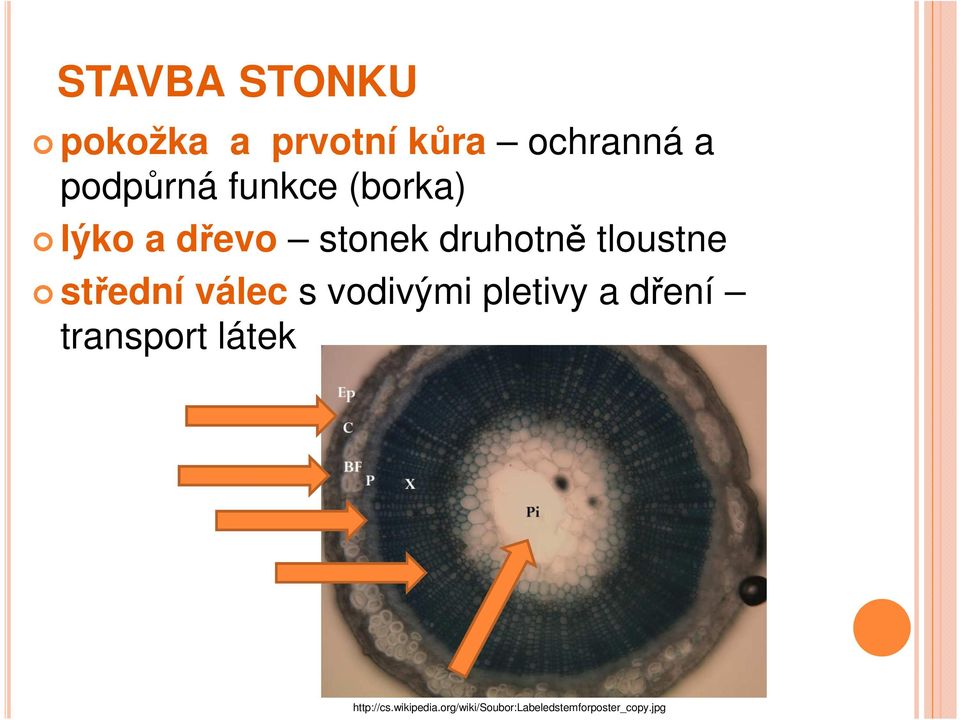 střední válec s vodivými pletivy a dření transport látek