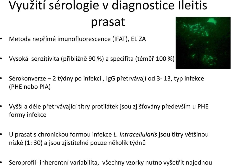 přetrvávající titry protilátek jsou zjišťovány především u PHE formy infekce U prasat s chronickou formou infekce L.