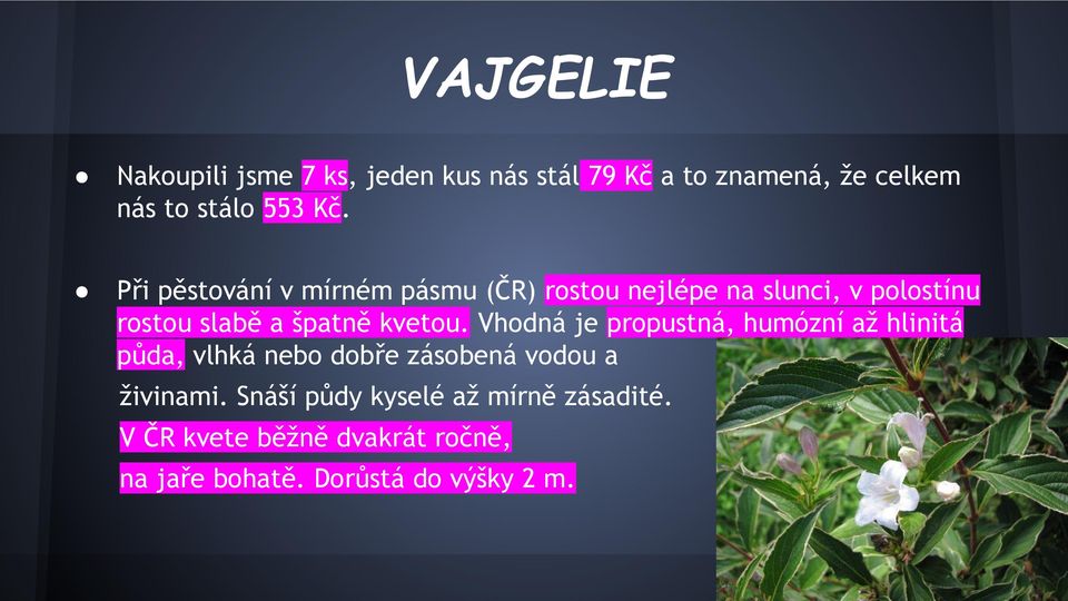 kvetou. Vhodná je propustná, humózní až hlinitá půda, vlhká nebo dobře zásobená vodou a živinami.