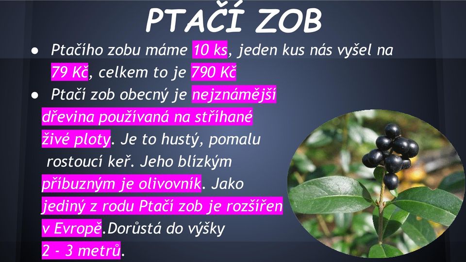 ploty. Je to hustý, pomalu rostoucí keř. Jeho blízkým příbuzným je olivovník.