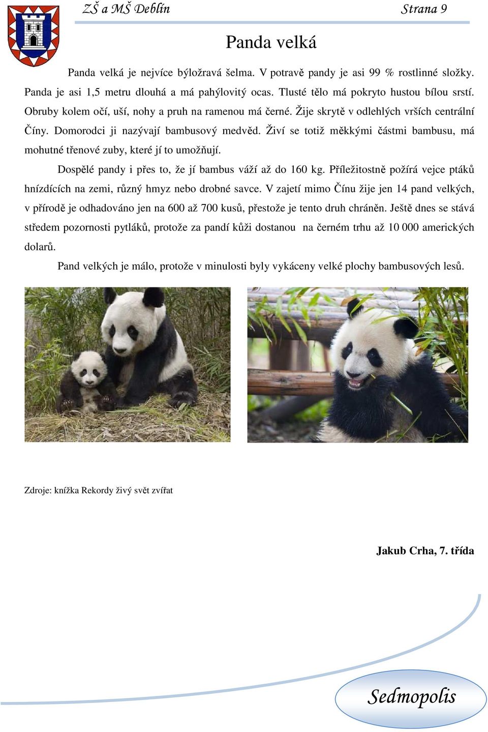 Živí se totiž měkkými částmi bambusu, má mohutné třenové zuby, které jí to umožňují. Dospělé pandy i přes to, že jí bambus váží až do 160 kg.
