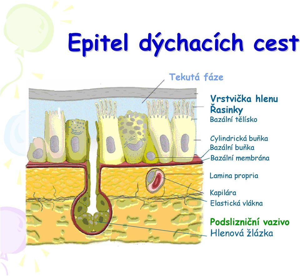 buňka Bazální buňka bazální buňka Bazální membrána bazální membrána Lamina propria lamina