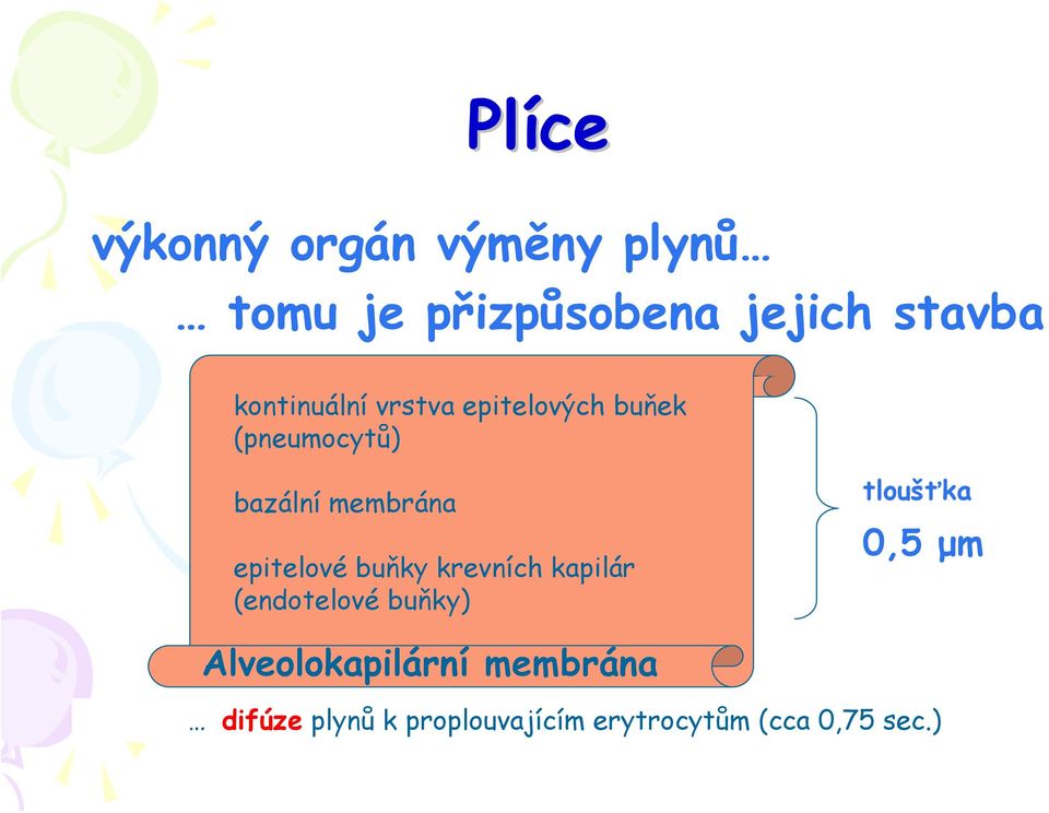 epitelové buňky krevních kapilár (endotelové buňky) tloušťka 0,5 μm