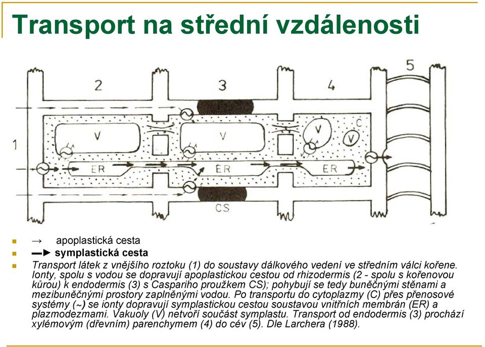 stěnami a mezibuněčnými prostory zaplněnými vodou.