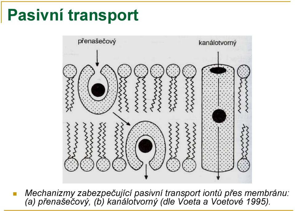 iontů přes membránu: (a)