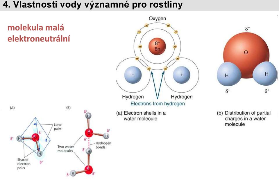 rostliny molekula