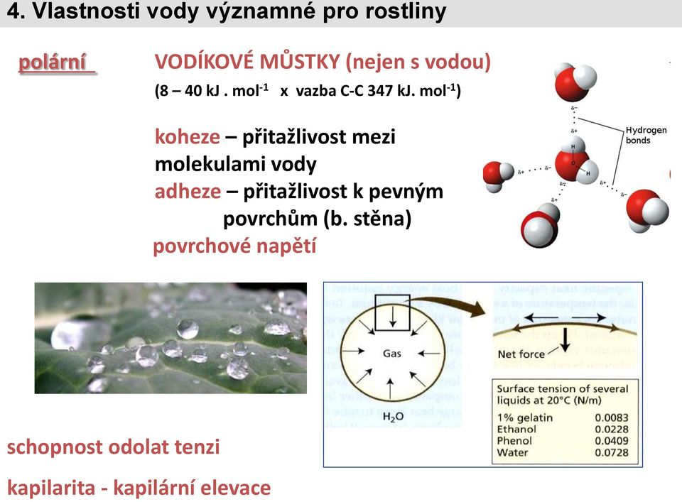 mol -1 ) koheze přitažlivost mezi molekulami vody adheze přitažlivost k