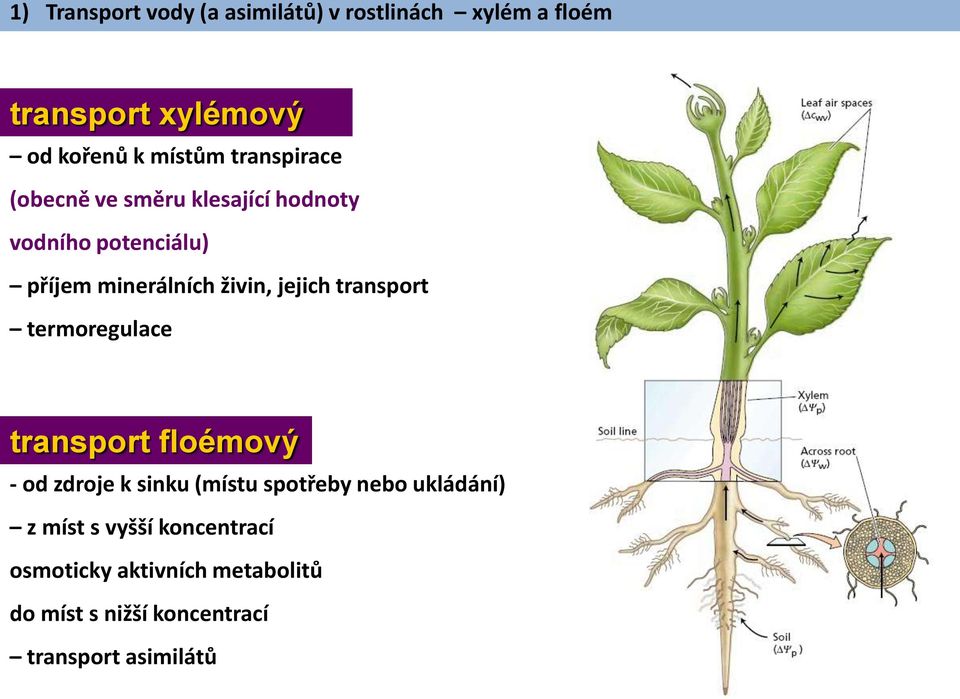 jejich transport termoregulace transport floémový - od zdroje k sinku (místu spotřeby nebo