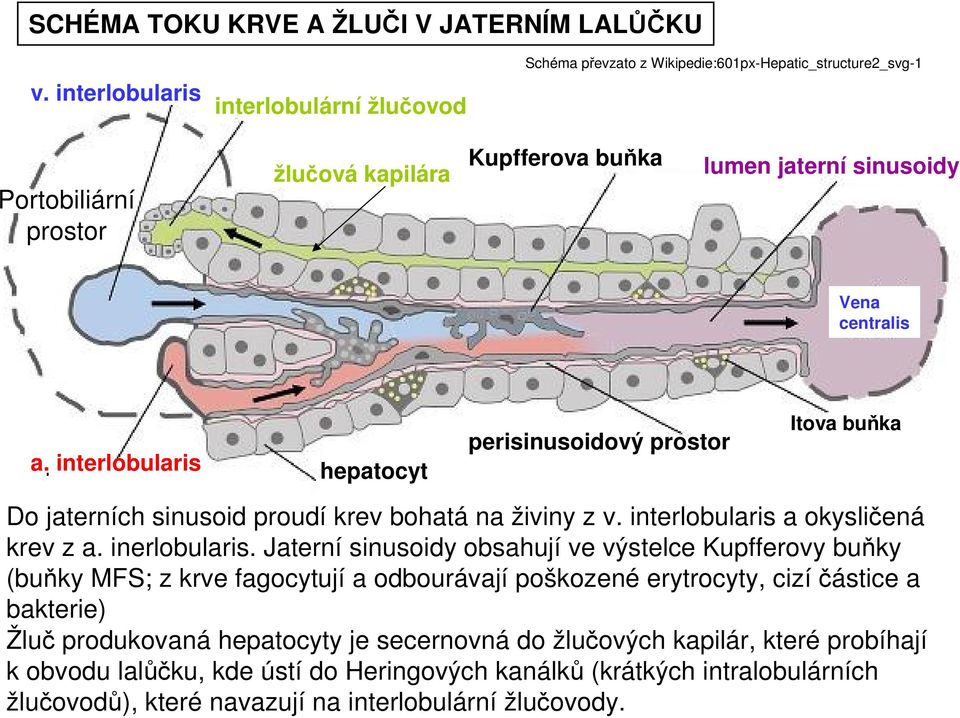 a. interlobularis hepatocyt perisinusoidový prostor Itova buňka Do jaterních sinusoid proudí krev bohatá na živiny z v. interlobularis a okysličená krev z a. inerlobularis.