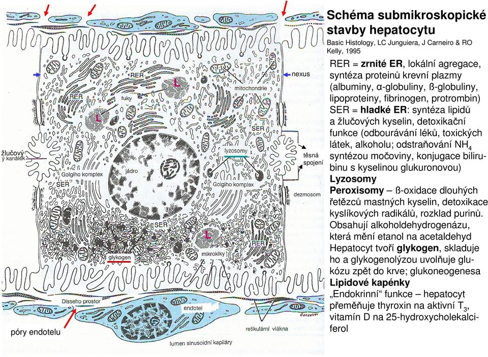 látek, alkoholu; odstraňování NH 4 syntézou močoviny, konjugace bilirubinu s kyselinou glukuronovou) Lyzosomy Peroxisomy ß-oxidace dlouhých řetězců mastných kyselin, detoxikace kyslíkových radikálů,