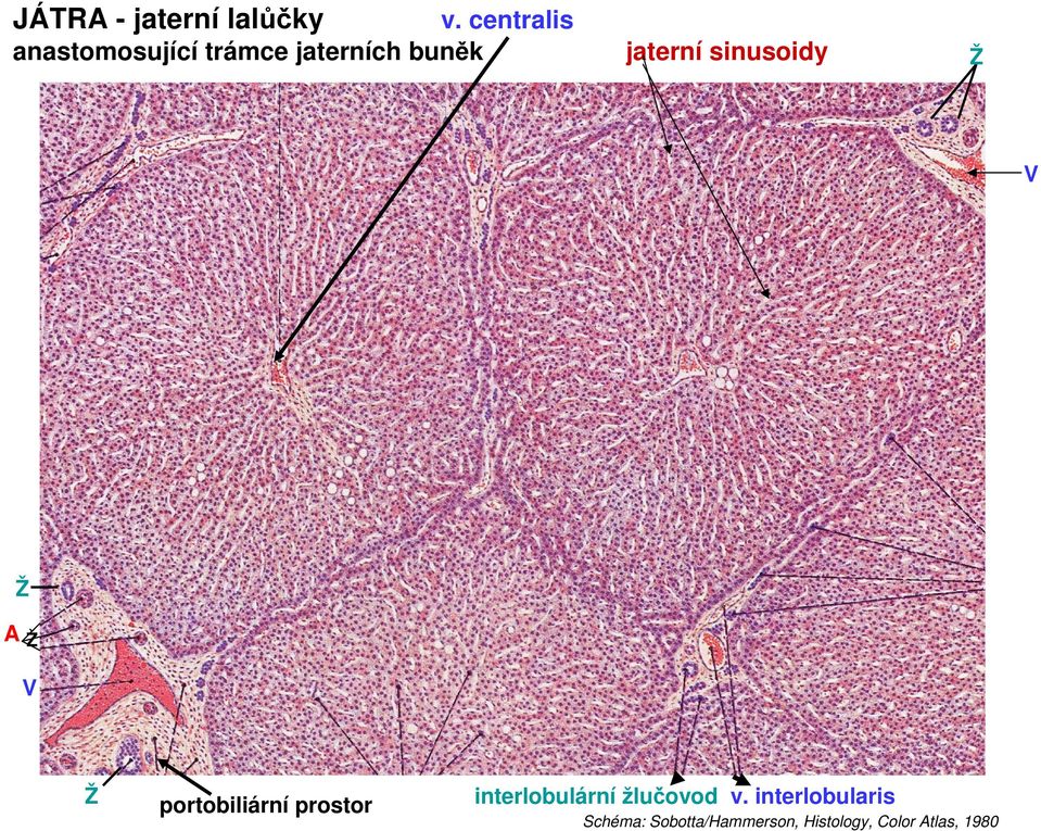 sinusoidy Ž V Ž AŽ V Ž portobiliární prostor