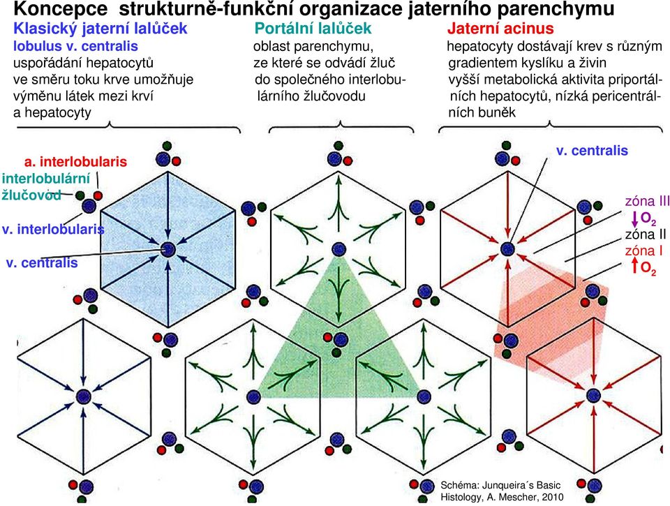 umožňuje do společného interlobu- vyšší metabolická aktivita priportálvýměnu látek mezi krví lárního žlučovodu ních hepatocytů, nízká pericentrála