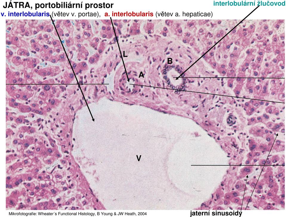 interlobularis (větev a.