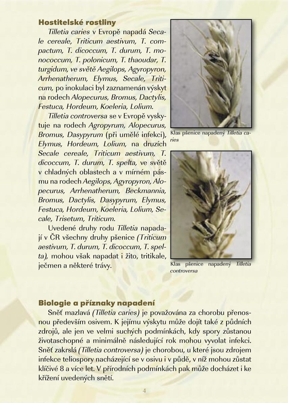 Tilletia controversa se v Evropě vyskytuje na rodech Agropyrum, Alopecurus, Bromus, Dasypyrum (při umělé infekci), Elymus, Hordeum, Lolium, na druzích Secale cereale, Triticum aestivum, T.