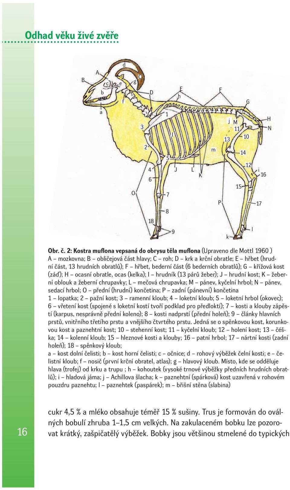 bederní část (6 bederních obratlů); G křížová kost (záď); H ocasní obratle, ocas (kelka); I hrudník (13 párů žeber); J hrudní kost; K žeberní oblouk a žeberní chrupavky; L mečová chrupavka; M pánev,