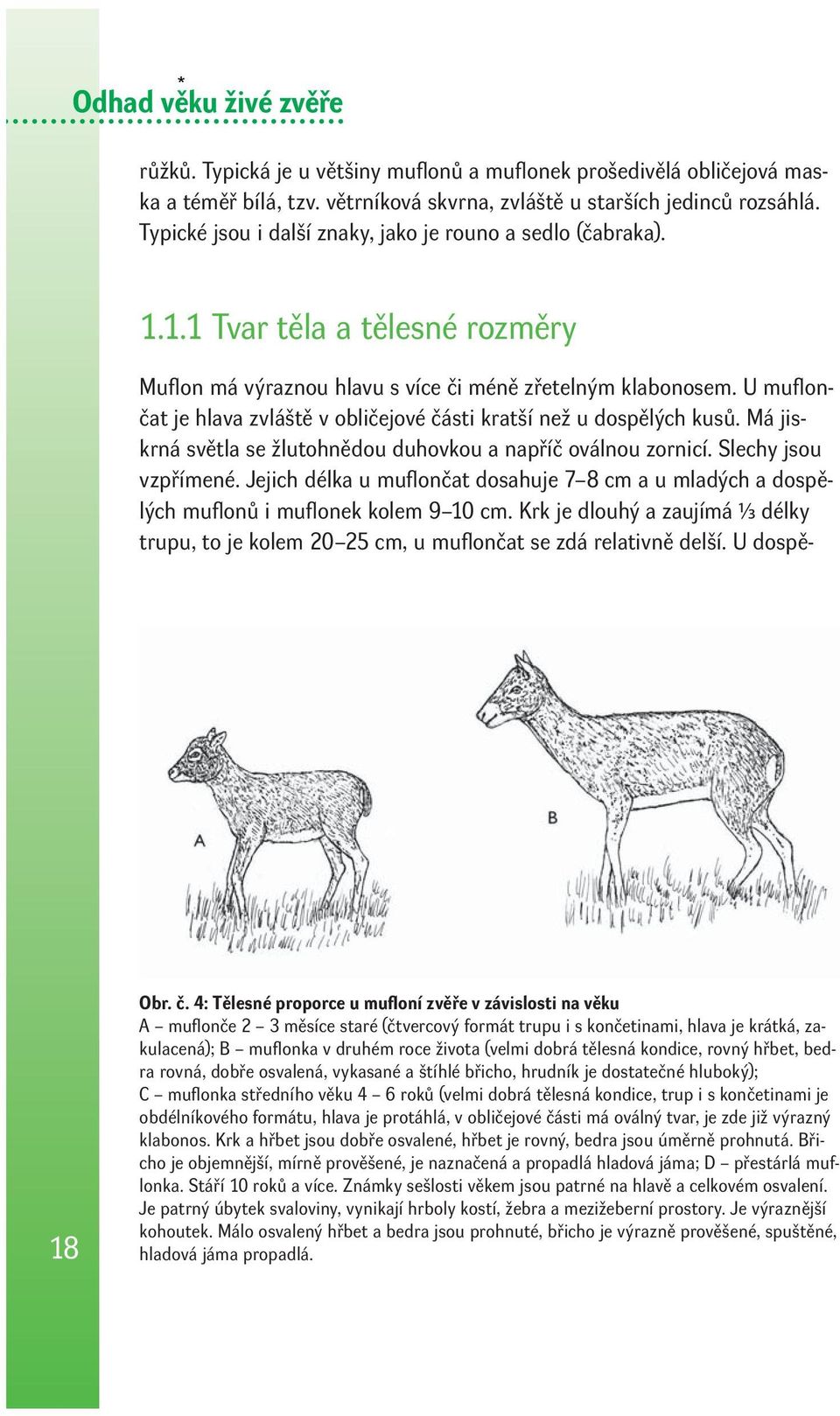 U mufl ončat je hlava zvláště v obličejové části kratší než u dospělých kusů. Má jiskrná světla se žlutohnědou duhovkou a napříč oválnou zornicí. Slechy jsou vzpřímené.