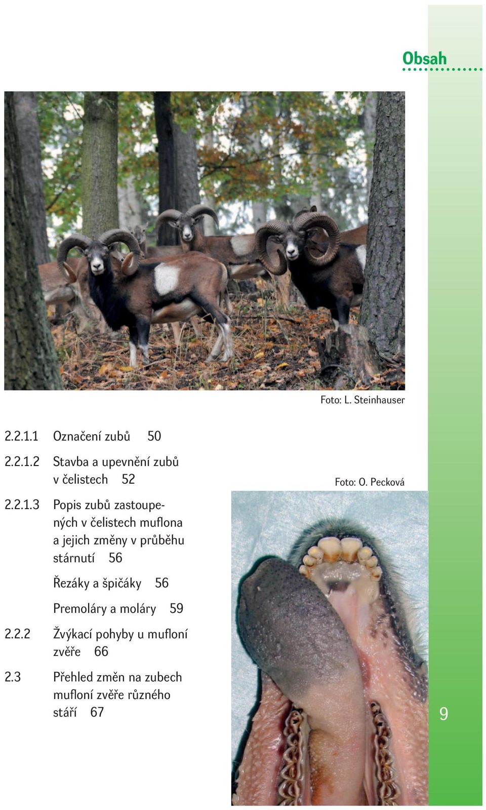 56 Řezáky a špičáky 56 Premoláry a moláry 59 2.2.2 Žvýkací pohyby u mufl oní zvěře 66 2.