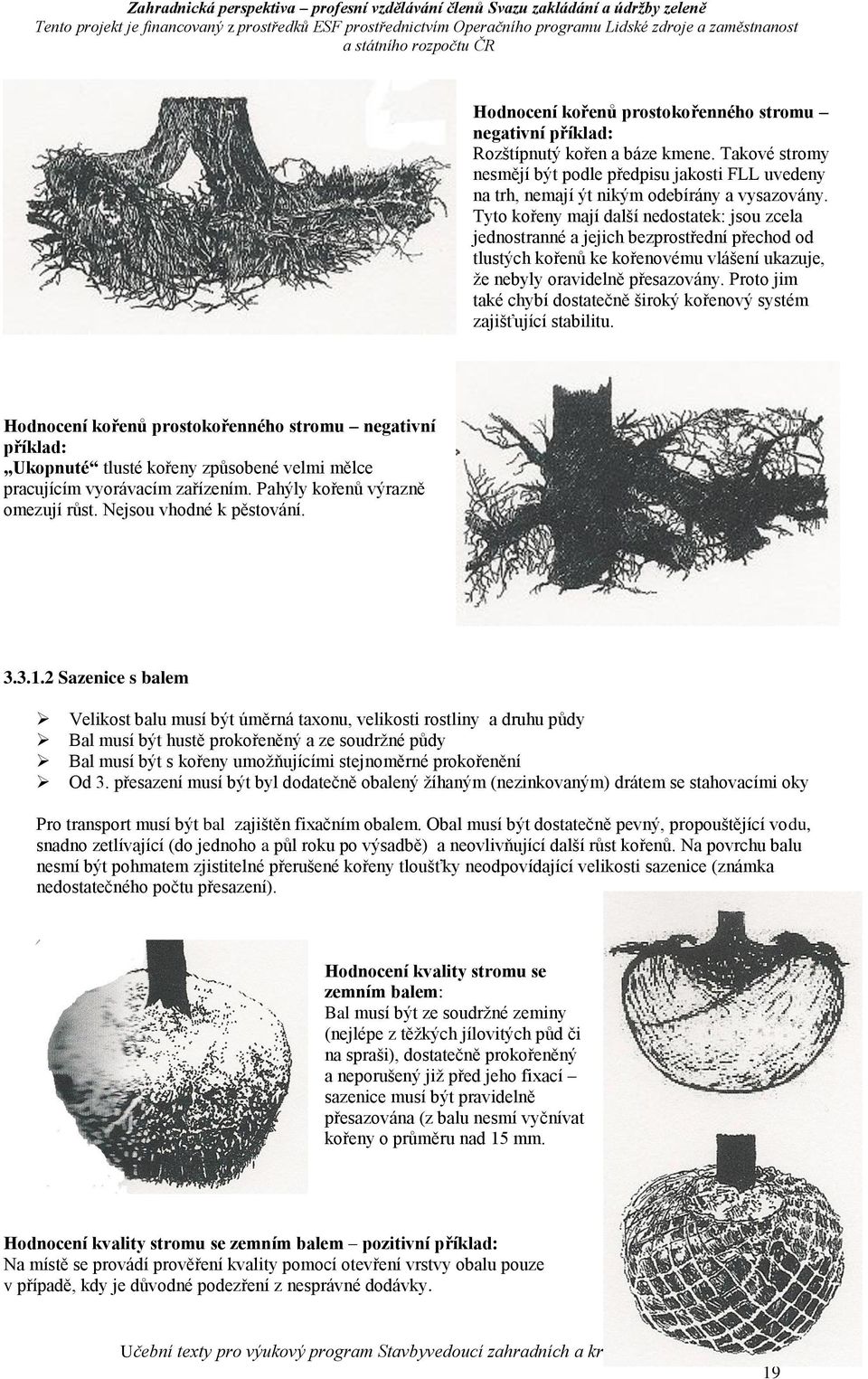 Proto jim také chybí dostatečně široký kořenový systém zajišťující stabilitu.