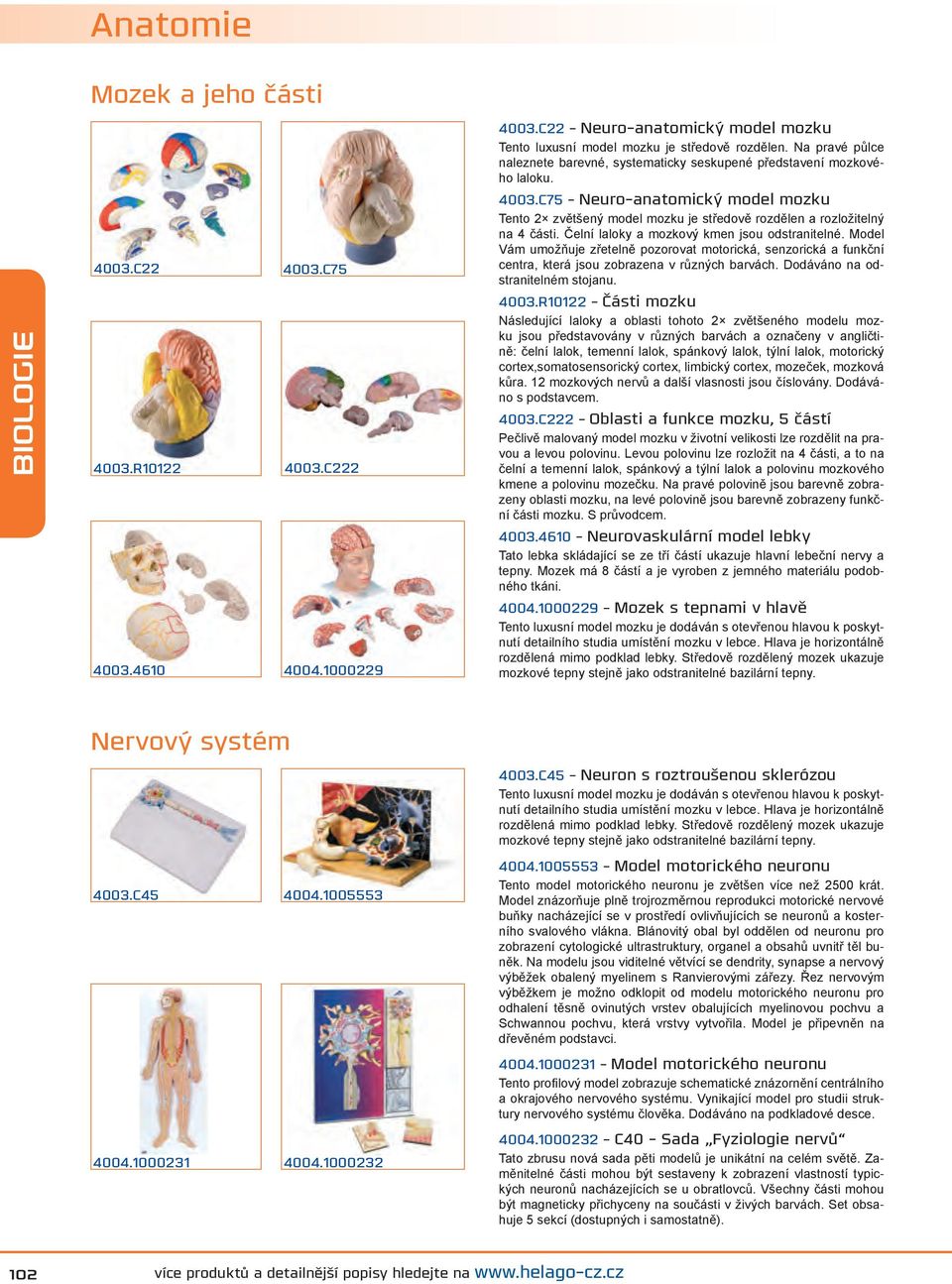 C75 - Neuro-anatomický model mozku Tento 2 zvětšený model mozku je středově rozdělen a rozložitelný na 4 části. Čelní laloky a mozkový kmen jsou odstranitelné.