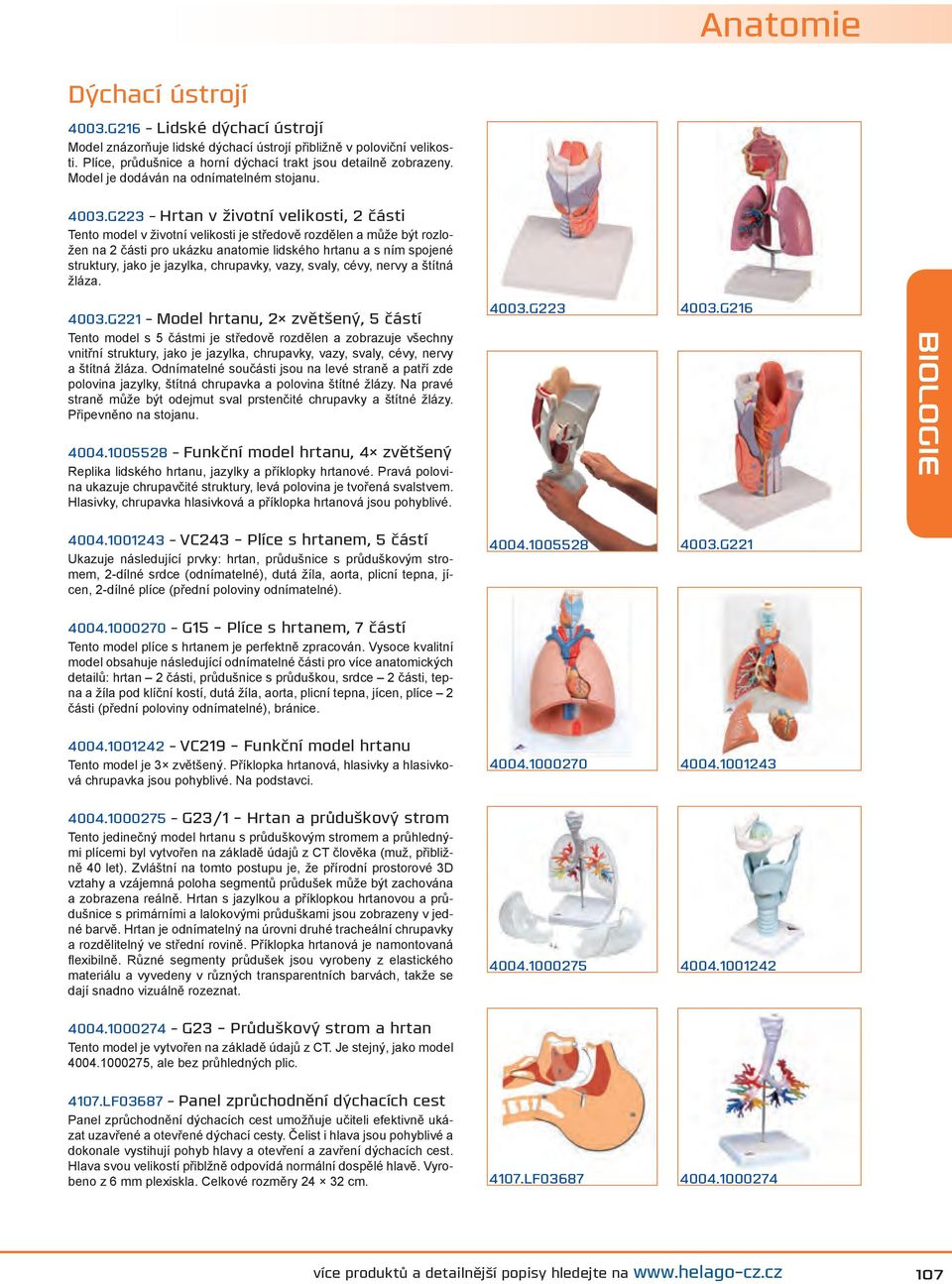 G223 - Hrtan v životní velikosti, 2 části Tento model v životní velikosti je středově rozdělen a může být rozložen na 2 části pro ukázku anatomie lidského hrtanu a s ním spojené struktury, jako je