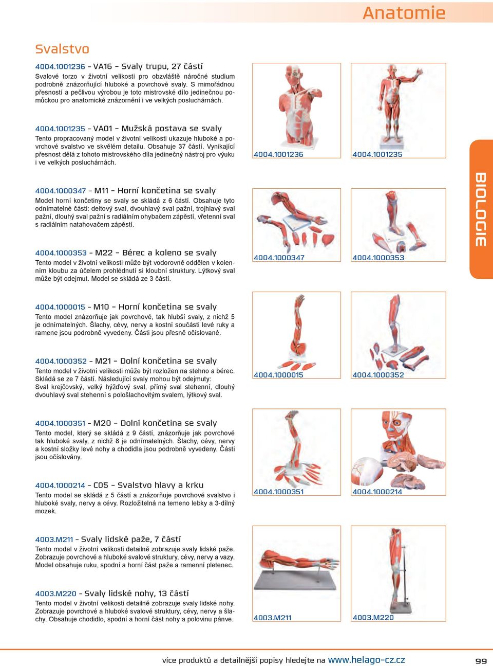 1001235 - VA01 - Mužská postava se svaly Tento propracovaný model v životní velikosti ukazuje hluboké a povrchové svalstvo ve skvělém detailu. Obsahuje 37 částí.