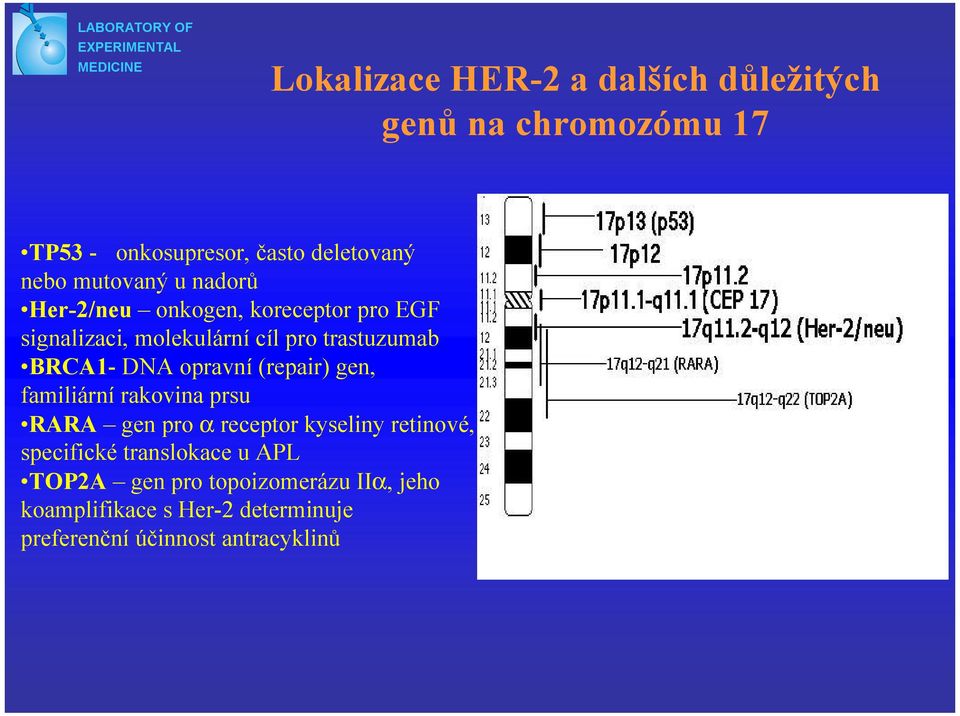 trastuzumab BRCA1- DNA opravní (repair) gen, familiární rakovina prsu RARA gen pro α receptor kyseliny retinové,