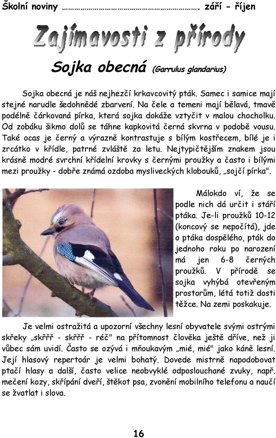 Také ocas je černý a výrazně kontrastuje s bílým kostřecem, bílé je i zrcátko v křídle, patrné zvláště za letu.