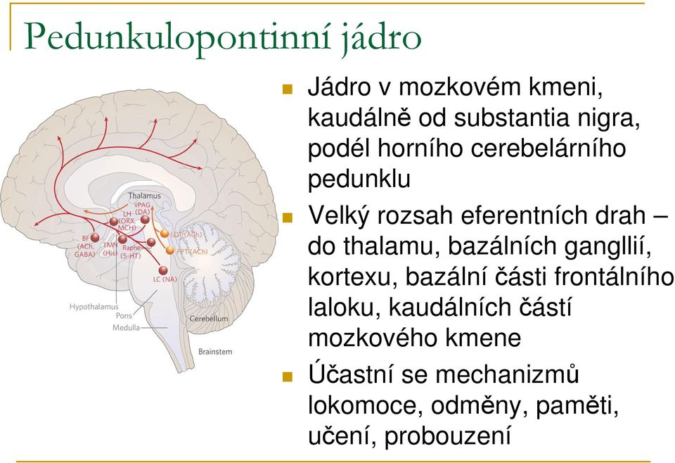 bazálních gangllií, kortexu, bazálníčásti frontálního laloku, kaudálních částí