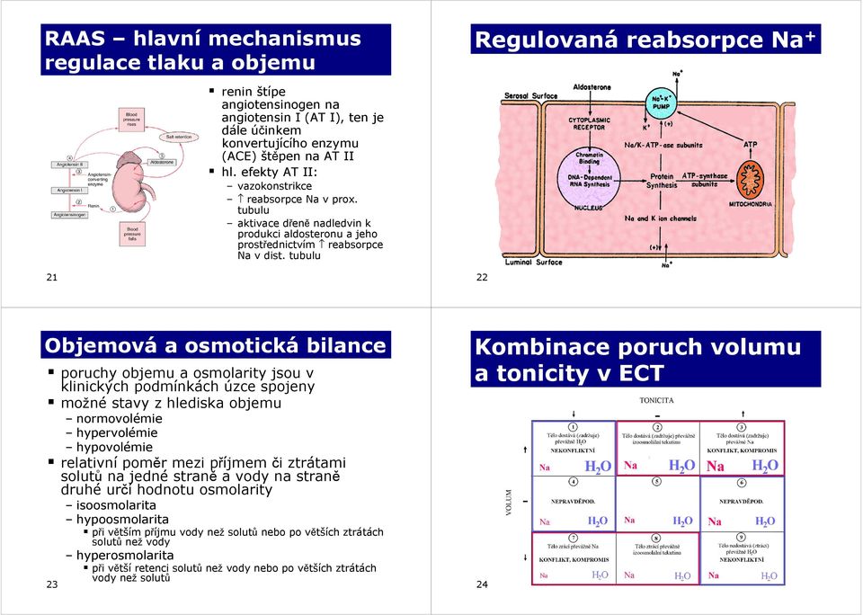 tubulu 1 Objemová a osmotická bilance poruchy objemu a osmolarity jsou v klinických podmínkách úzce spojeny možné stavy z hlediska objemu normovolémie hypervolémie hypovolémie relativní poměr mezi