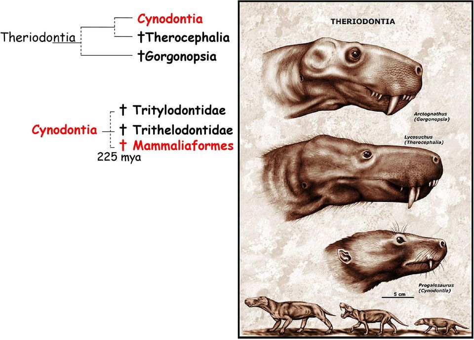 Tritylodontidae Cynodontia