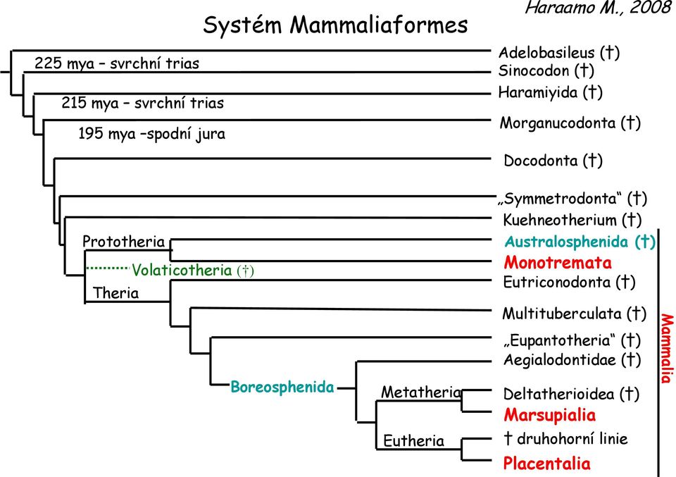 Theria Boreosphenida Metatheria Eutheria Symmetrodonta ( ) Kuehneotherium ( ) Australosphenida ( ) Monotremata