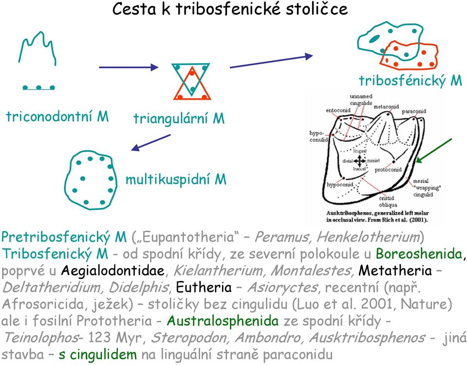 Deltatheridium, Didelphis, Eutheria Asioryctes, recentní (např. Afrosoricida, ježek) stoličky bez cingulidu (Luo et al.