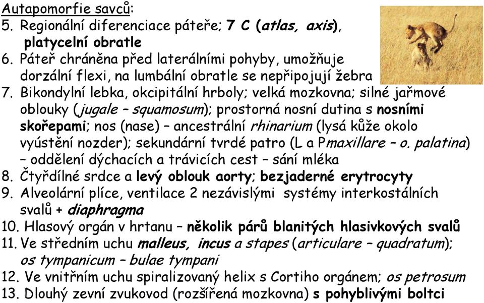 Bikondylní lebka, okcipitální hrboly; velká mozkovna; silné jařmové oblouky (jugale squamosum); prostorná nosní dutina s nosními skořepami; nos (nase) ancestrální rhinarium (lysá kůže okolo vyústění