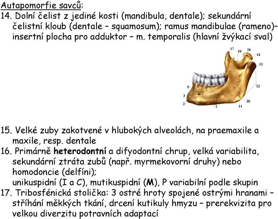 temporalis (hlavní žvýkací sval) 15. Velké zuby zakotvené v hlubokých alveolách, na praemaxile a maxile, resp. dentale 16.