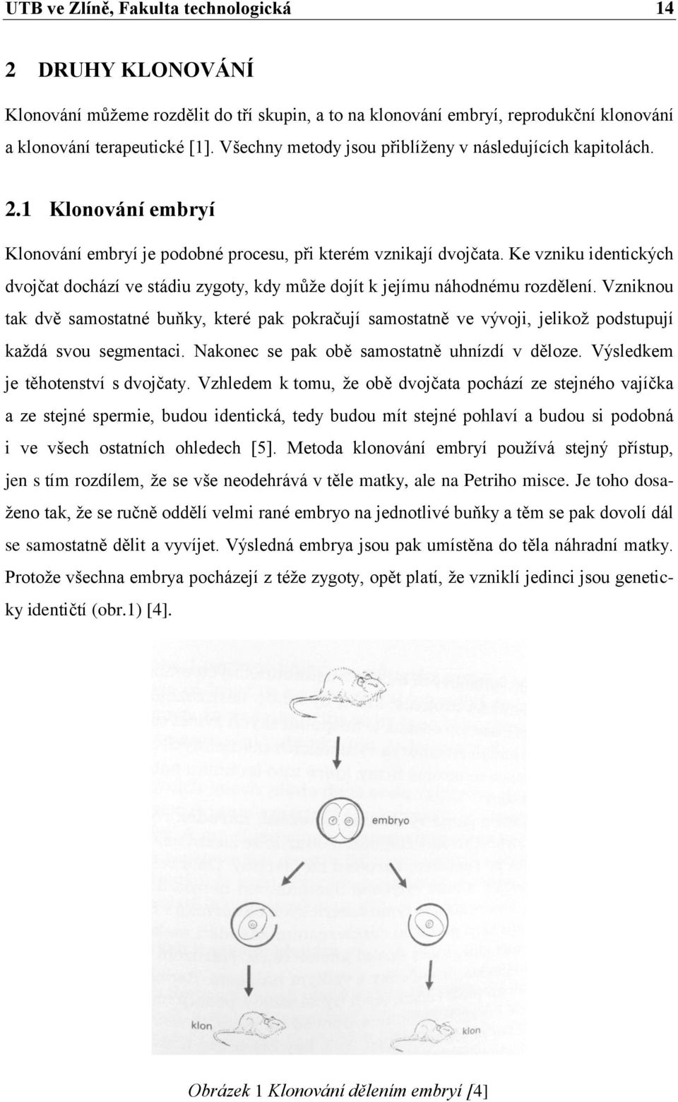 Ke vzniku identických dvojčat dochází ve stádiu zygoty, kdy můţe dojít k jejímu náhodnému rozdělení.