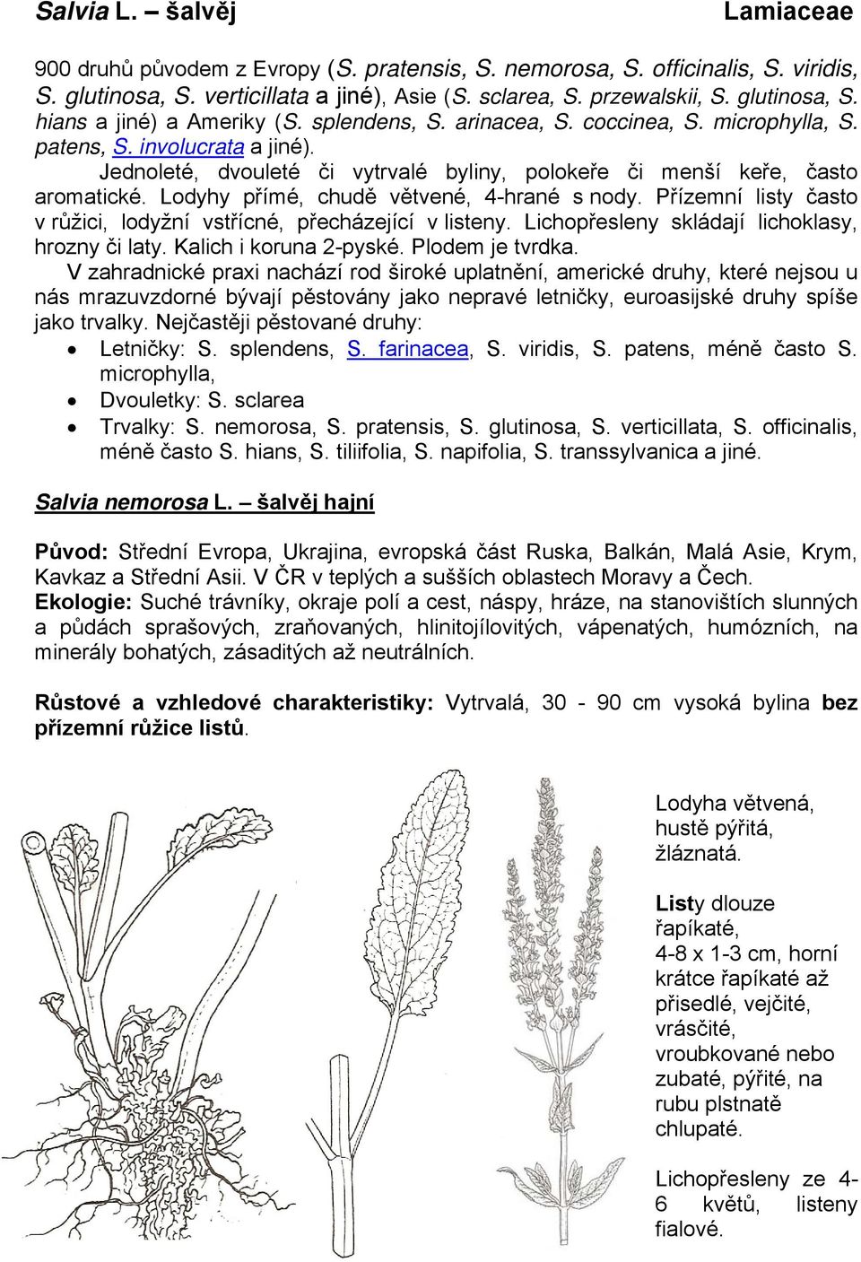 Lodyhy přímé, chudě větvené, 4-hrané s nody. Přízemní listy často v růžici, lodyžní vstřícné, přecházející v listeny. Lichopřesleny skládají lichoklasy, hrozny či laty. Kalich i koruna 2-pyské.