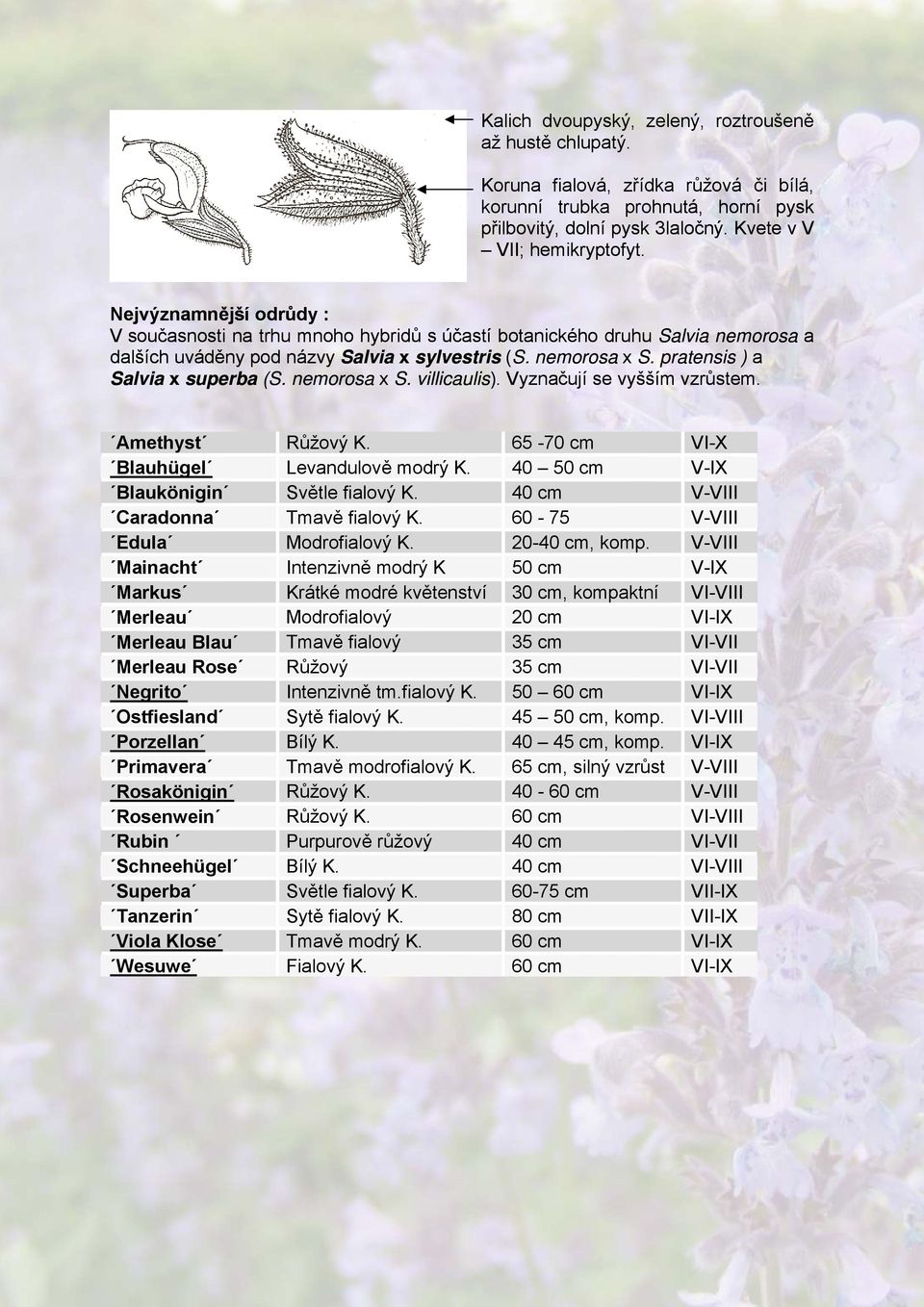 pratensis ) a Salvia x superba (S. nemorosa x S. villicaulis). Vyznačují se vyšším vzrůstem. Amethyst Růžový K. 65-70 cm VI-X Blauhügel Levandulově modrý K. 40 50 cm V-IX Blaukönigin Světle fialový K.