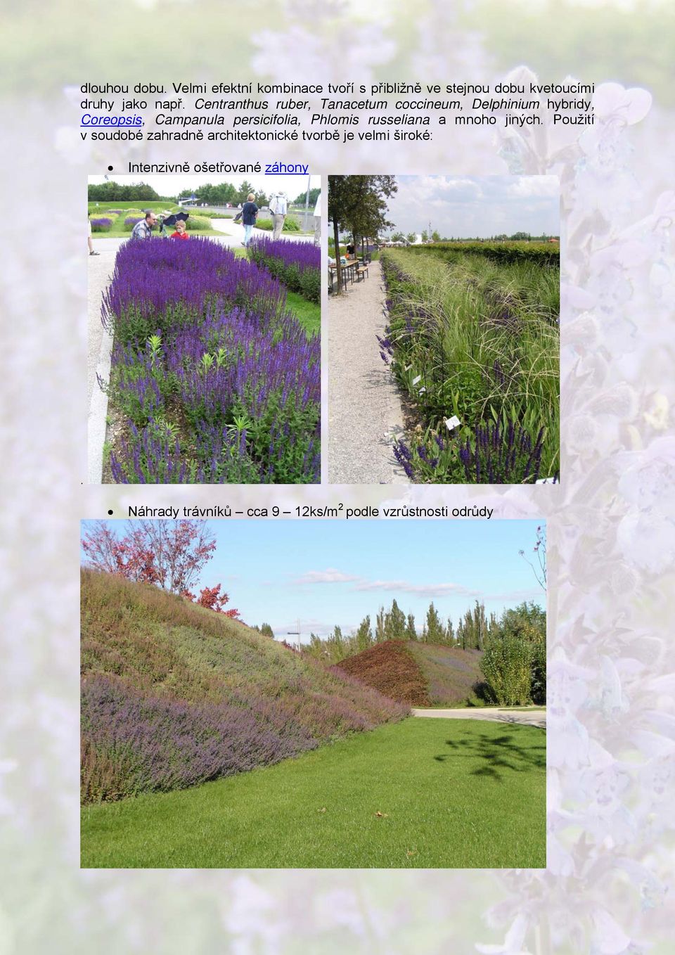 Centranthus ruber, Tanacetum coccineum, Delphinium hybridy, Coreopsis, Campanula persicifolia,