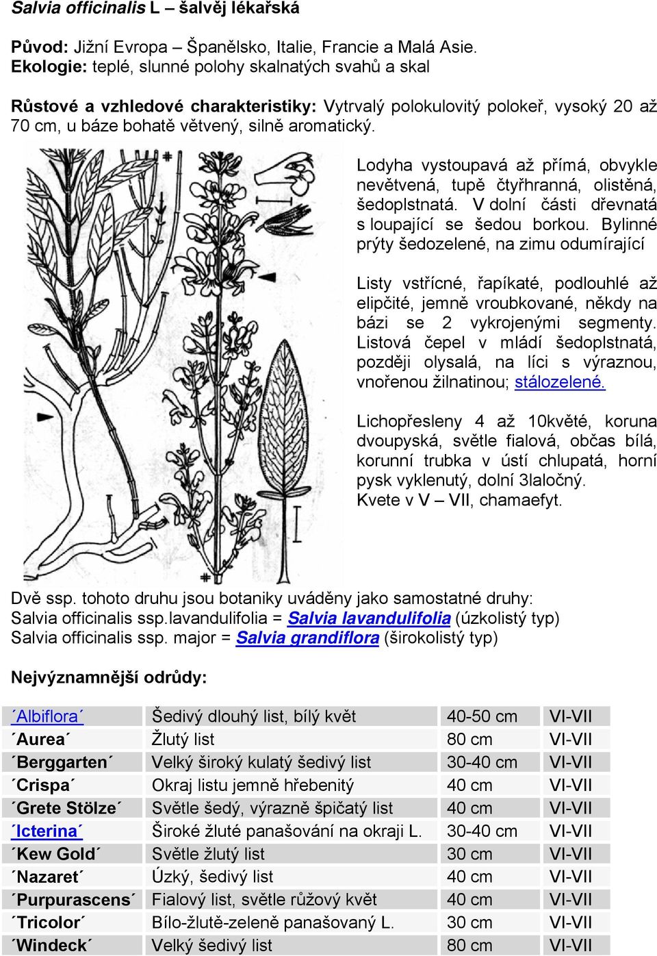 Lodyha vystoupavá až přímá, obvykle nevětvená, tupě čtyřhranná, olistěná, šedoplstnatá. V dolní části dřevnatá s loupající se šedou borkou.