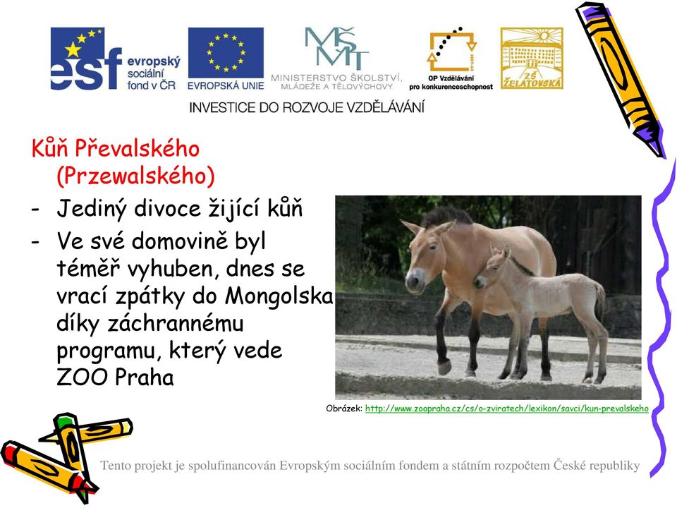 Mongolska díky záchrannému programu, který vede ZOO Praha
