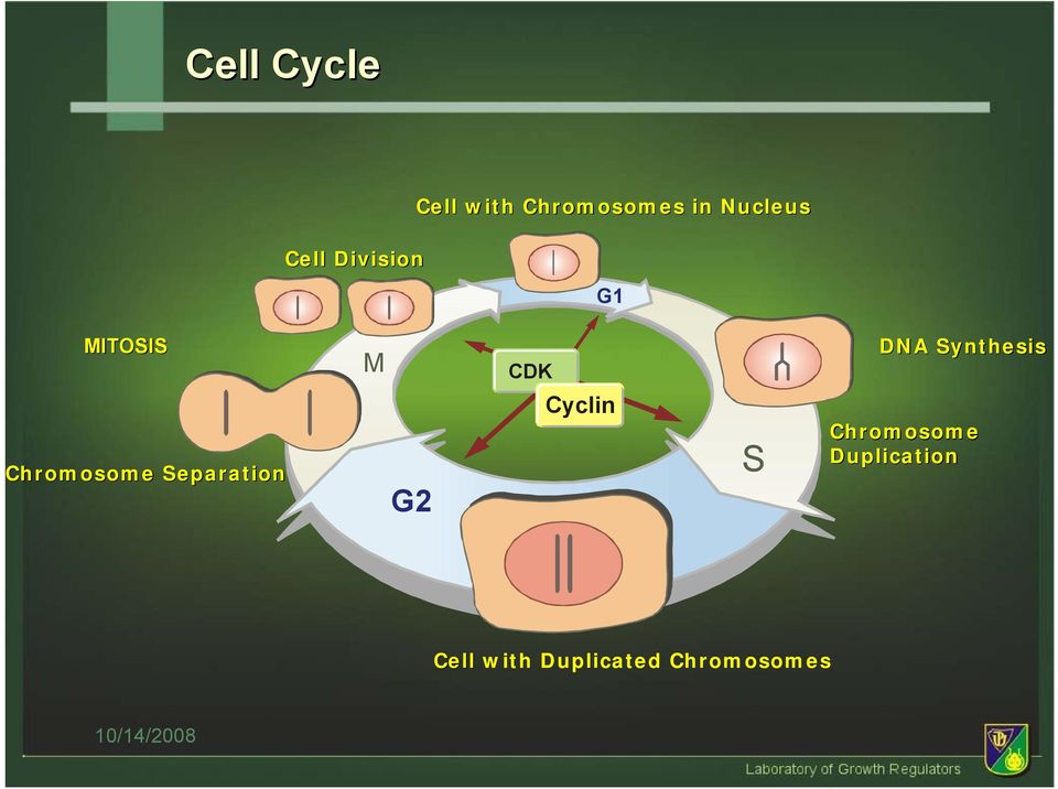 Separation M G2 CDK Cyclin S DA Synthesis